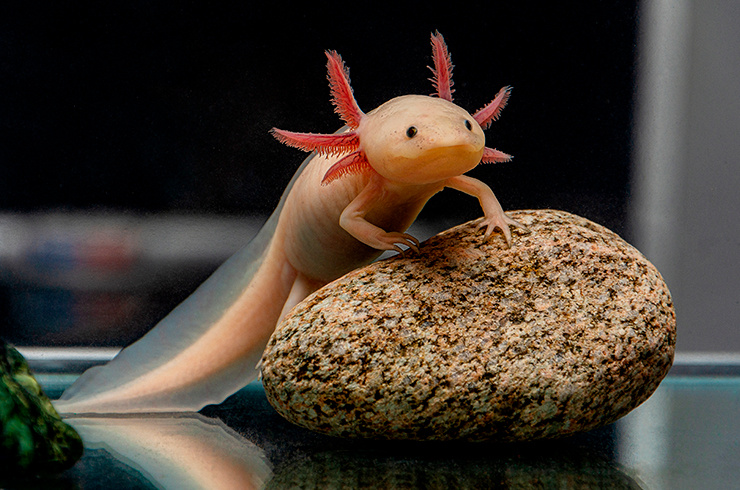 Привет, я Лунтик! Готов познакомиться?