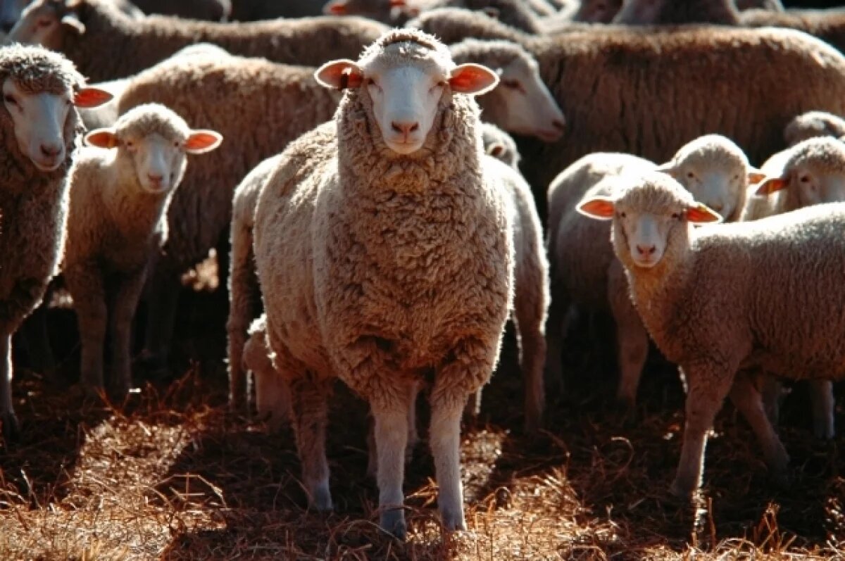    Чувашским животноводам возместят часть производственных затрат