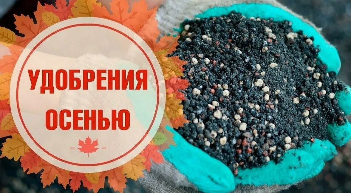 фосфорные удобрения осенние