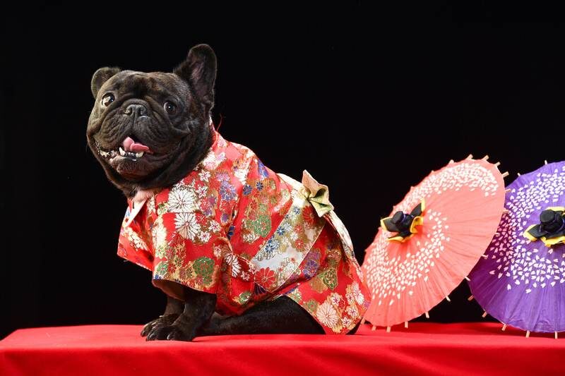 Знакомьтесь, Ёкай.