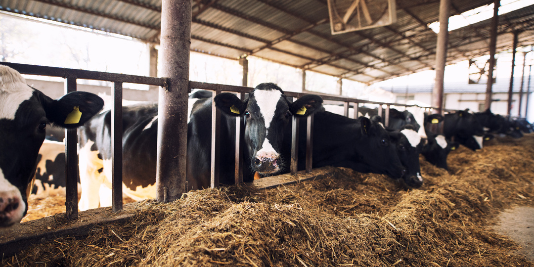 DL-метионин кормовой — зачем он нужен