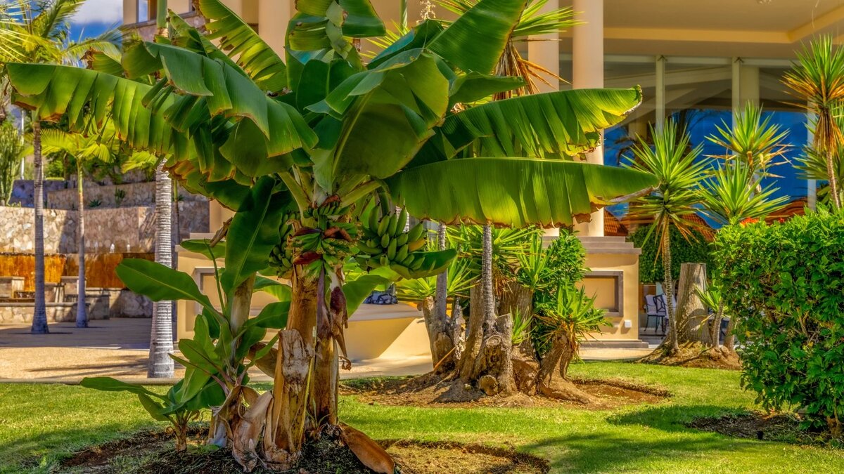 Банан,банановое дерево любит солнце и легкую, воздушную,рыхлую почву.