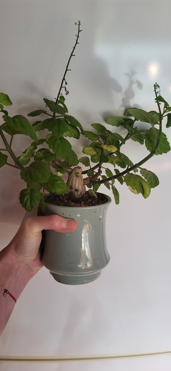 Тут он отцвёл и подрос