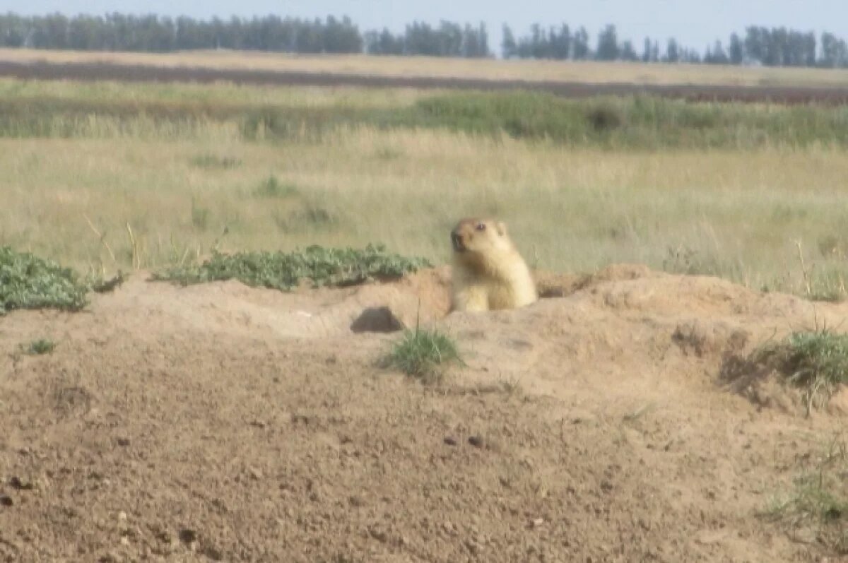    Омские сурки неожиданно рано отправились в зимнюю спячку