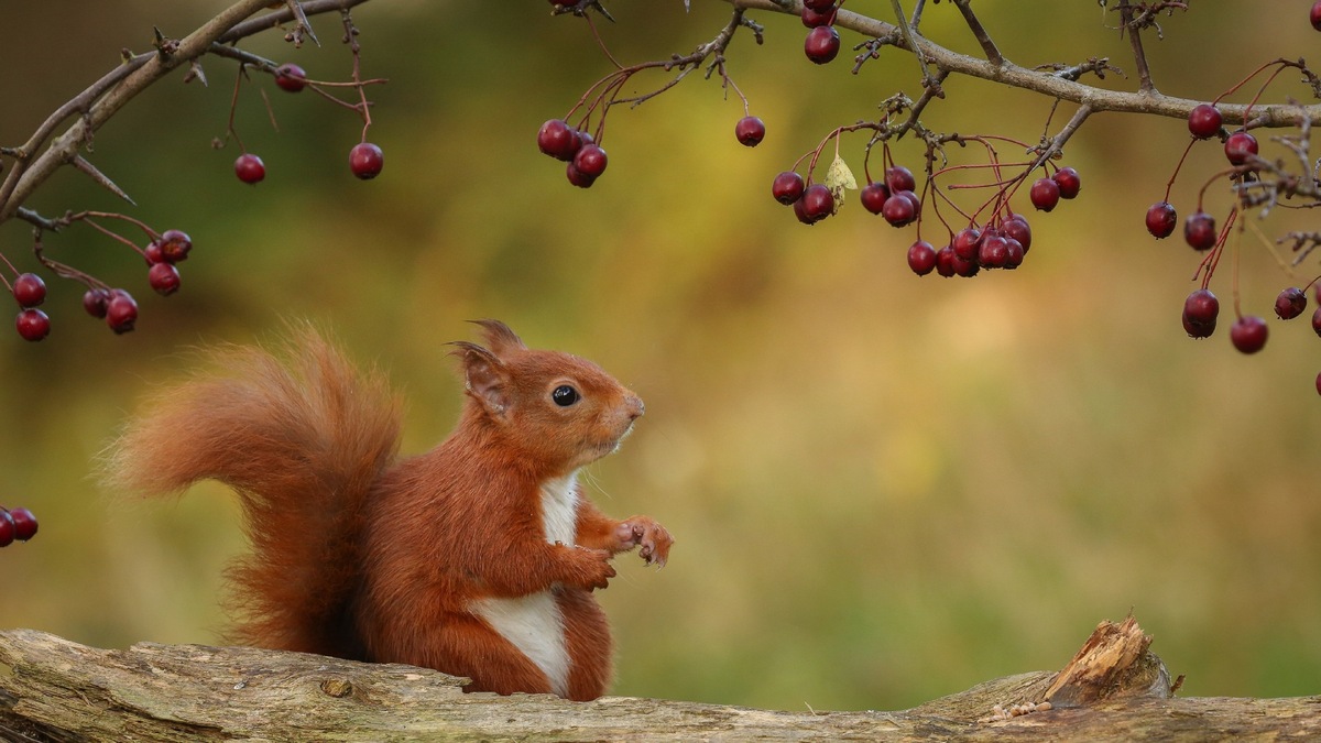 Картинка найдена на просторах интернета, ссылка https://yandex.ru/images/search?from=tabbar&img_url=https%3A%2F%2Fi.pinimg.com%2Foriginals%2Fa8%2F54%2F3f%2Fa8343f812879b5e7bd53274cf0591a19.jpg&lr=47&pos=15&rpt=simage&text=%D1%86%D0%B2%D0%B5%D1%82%D1%8B%20%D0%BA%D1%80%D1%83%D0%BF%D0%BD%D0%BE%20%D1%84%D0%BE%D1%82%D0%BE