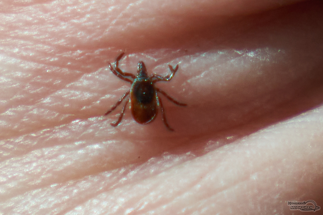    Фото: Лидия Аникина © ИА «Уральский меридиан»