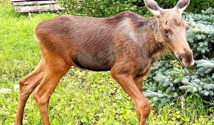    Сельская новь