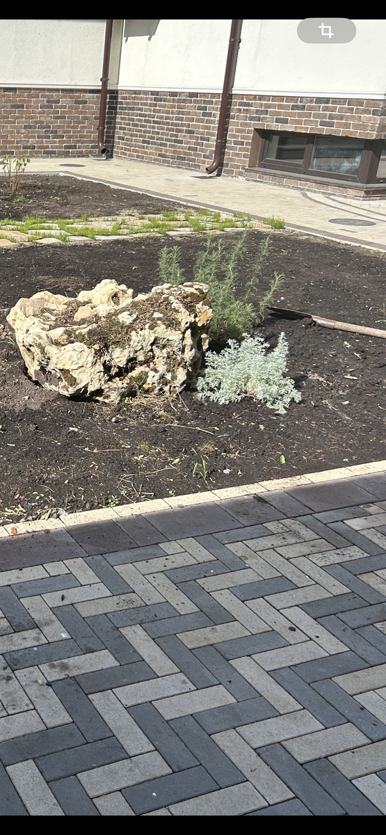 Середина осени. Серебристая Нана. Зеленая Кока. Она меня покорила своим запахом. И вот такими они ушли в зиму. Без обрезки. 