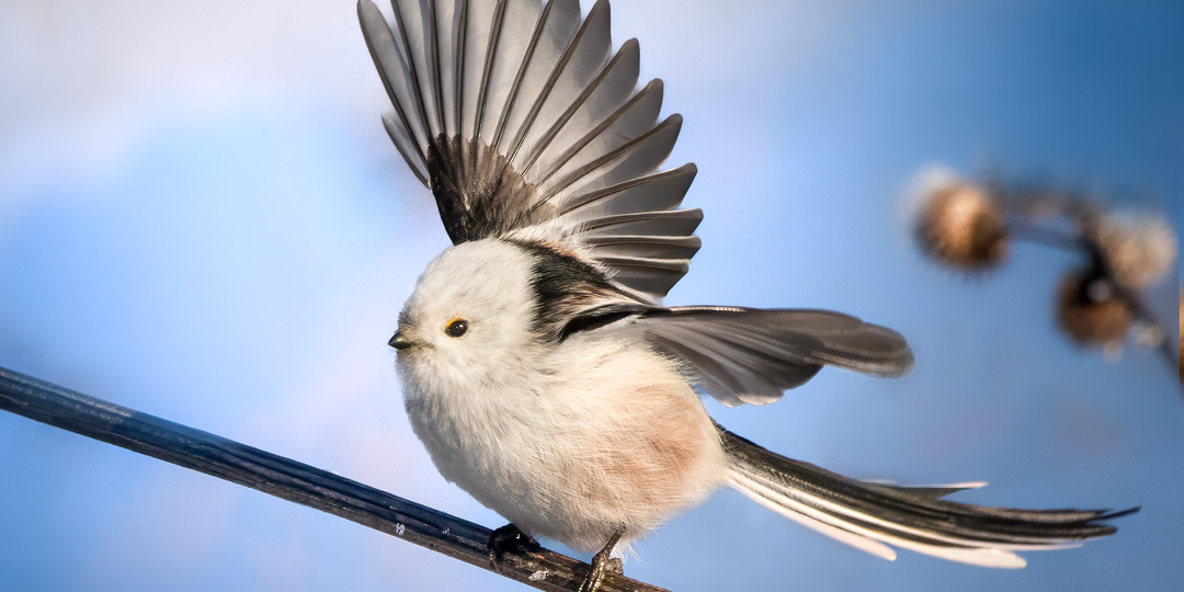 Лесной ангел - длиннохвостая синица (ополовник). Фотографии и рассказ о чудесной птице.