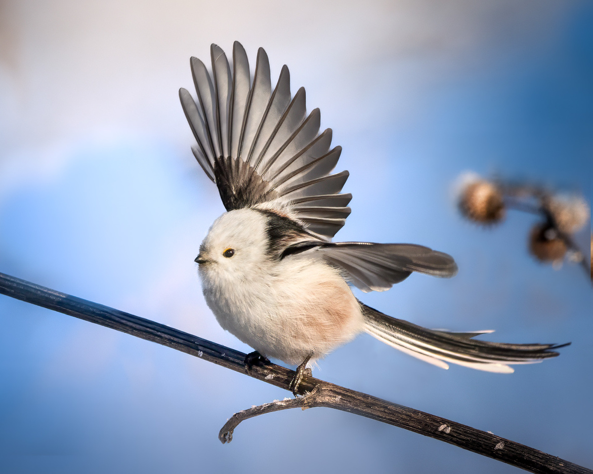 С раскрытым веером