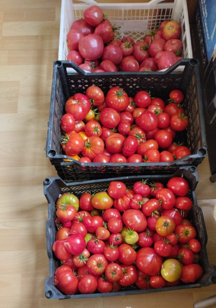 Томатное богатство 🍅