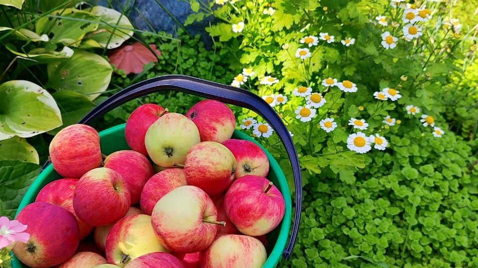 Уход за яблоней осенью: 7 обязательных шагов