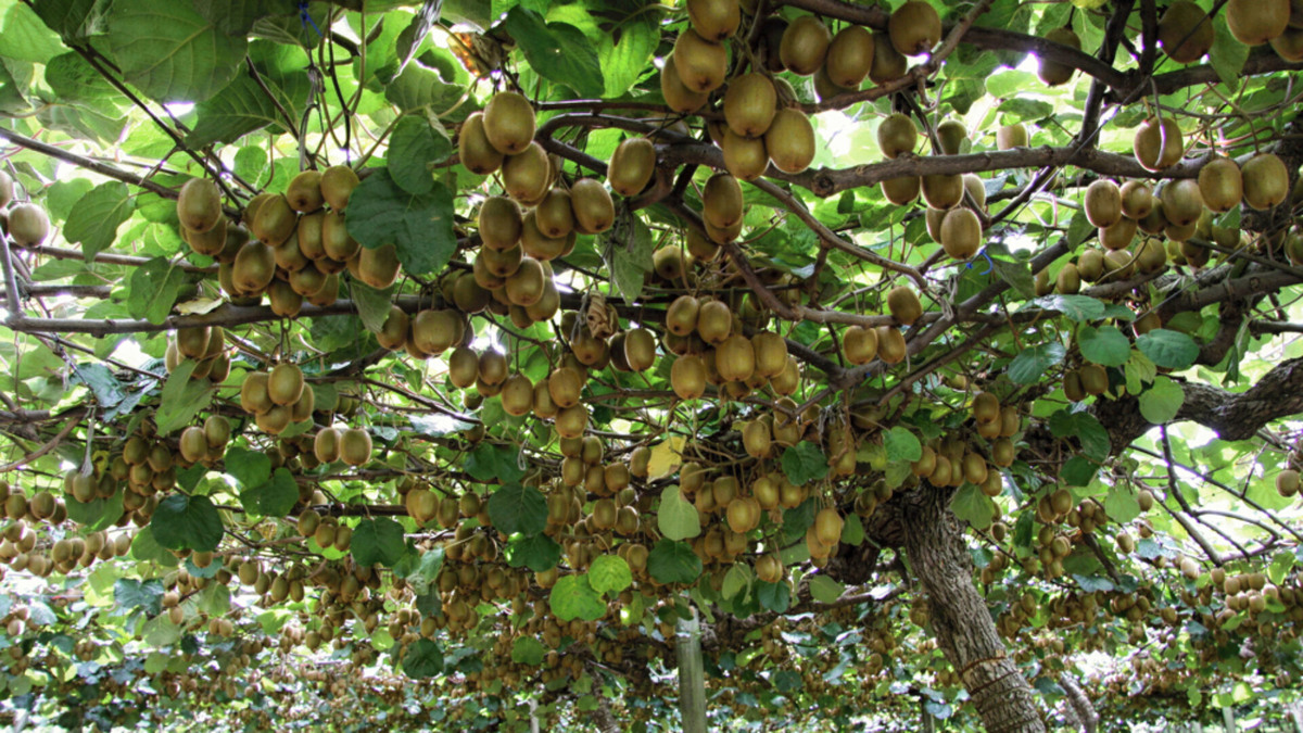 Киви требовательно к составу почвы и к питанию растения.