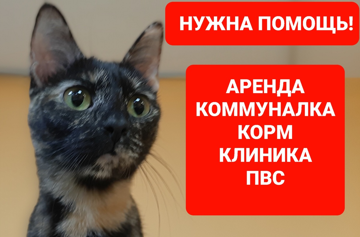 Тирамису. Котька борец , пережила переливание крови и жуткую инфеуйию в ранеем детстве. Теперь красотка и хулиганка.