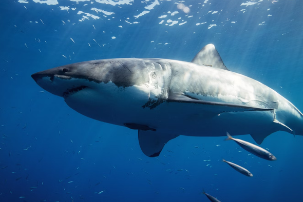     Gerald Schömbs/Unsplash