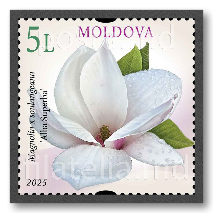 Магнолия cуланжа Альба Суперба