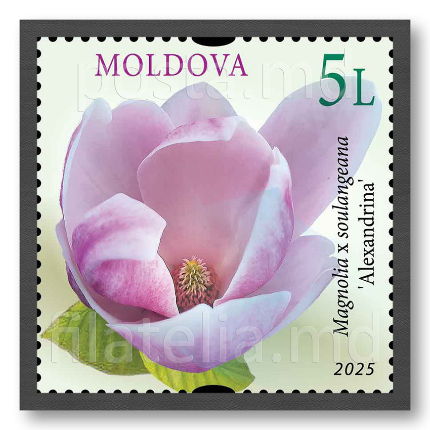 магнолия Александрина