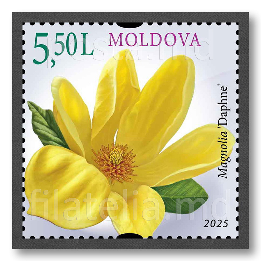 магнолия Дафне (гибрид)