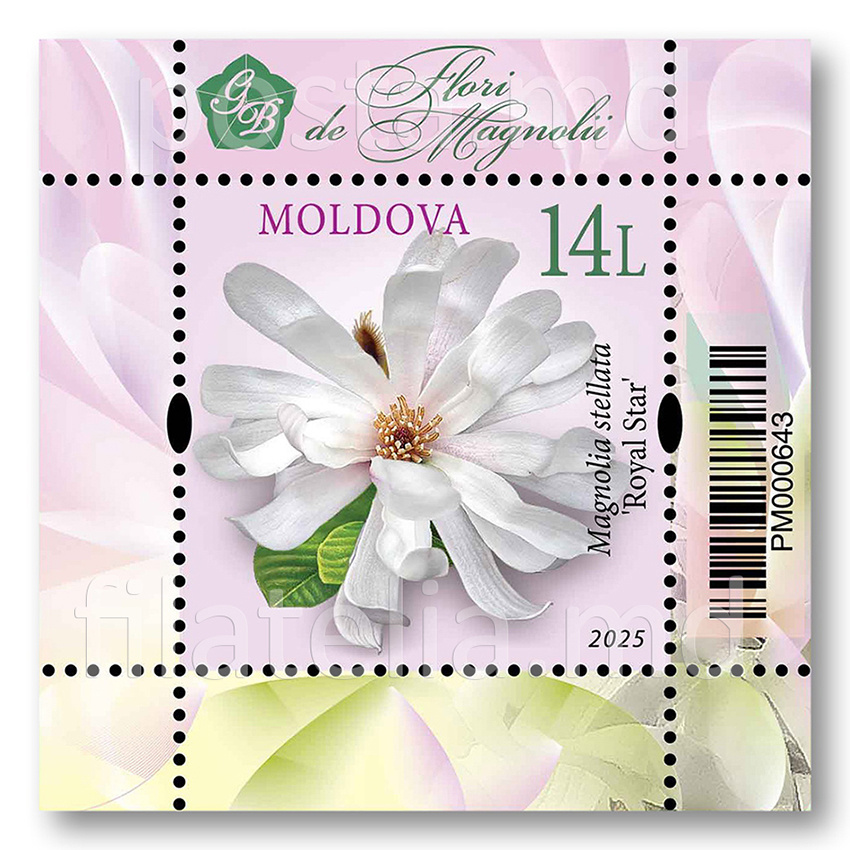 Магнолия звездчатая (королевская звезда)