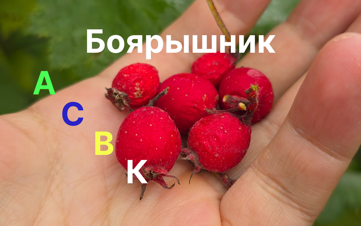 Боярышник фото