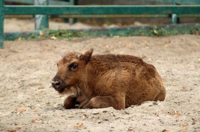 Иллюстрация: ростовского зоопарка