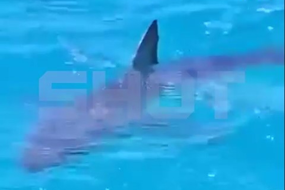    Фото: Скриншот видео из Telegram-канала SHOT