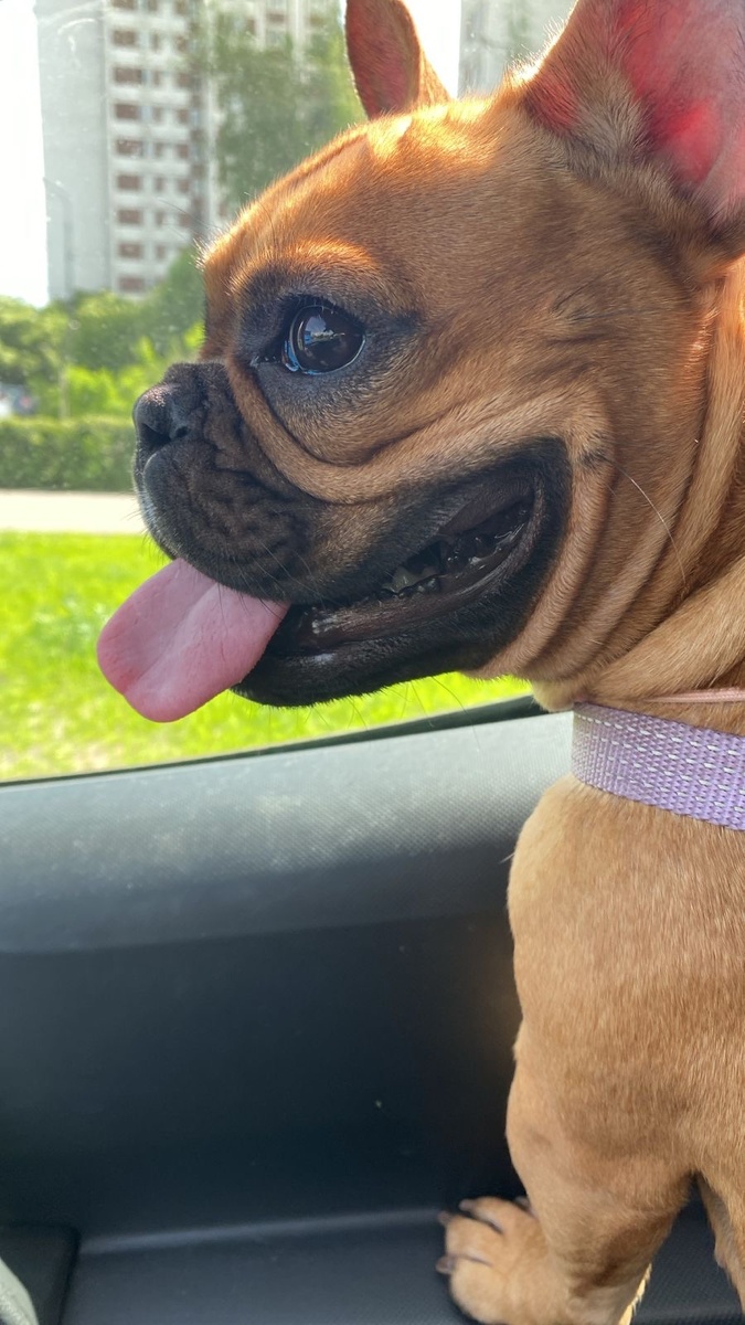 Это одна из наших поездок в ветклинику