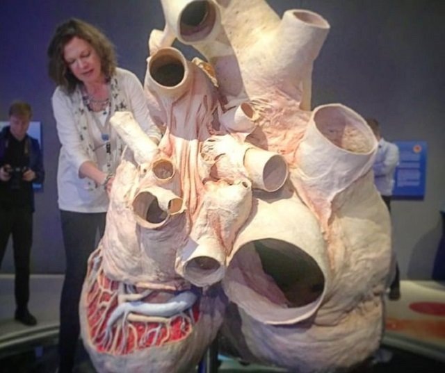 Сердце голубого кита. Фото из открытых источников.