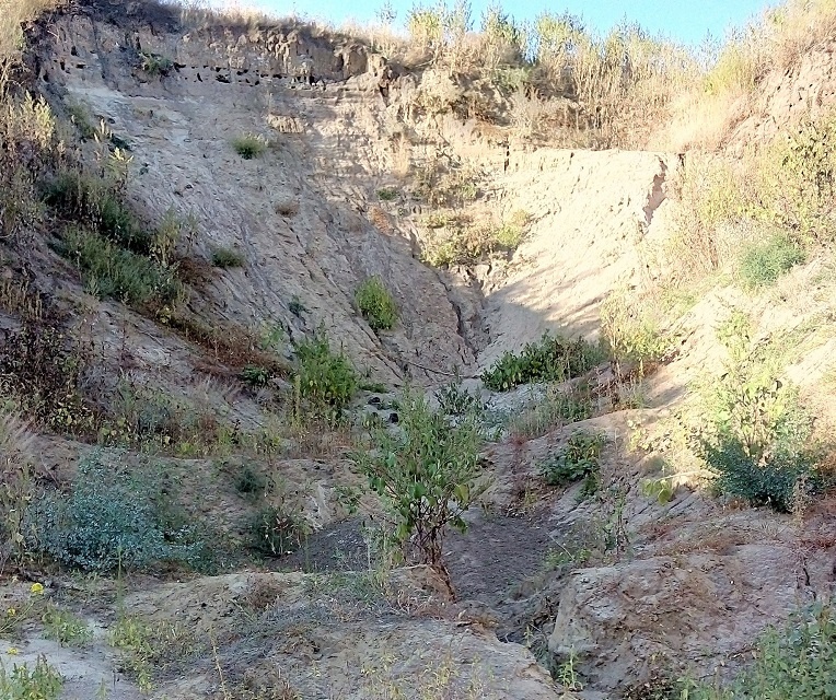 Фото: https://t.me/ekolog36