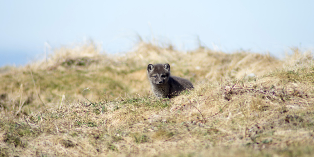 Полярный малыш