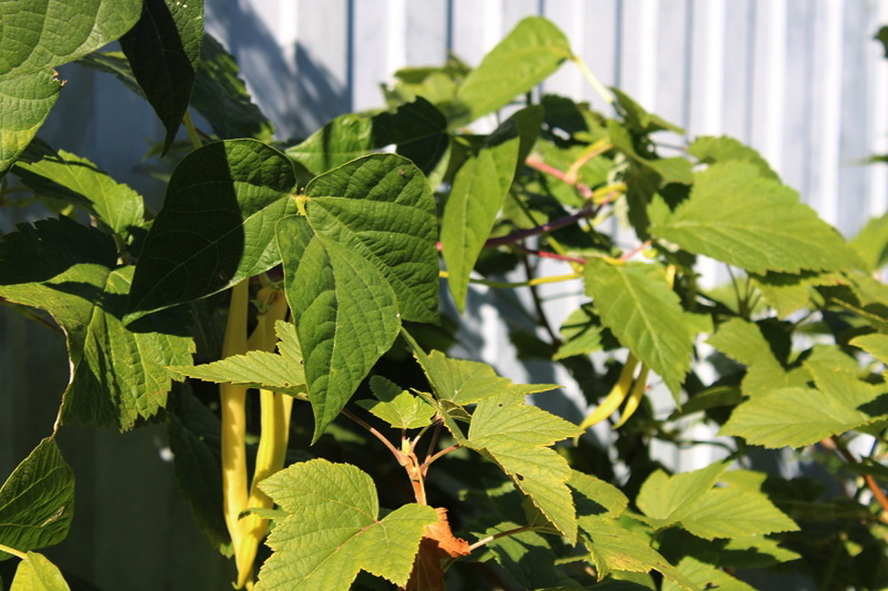Спаржевая фасоль с жёлтыми стручками созревает 