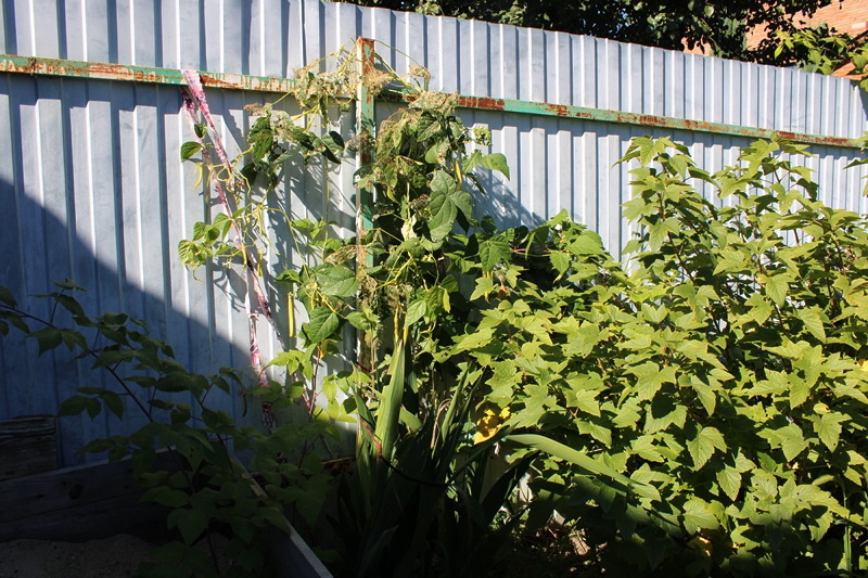 Спаржевая фасоль растет на западной границе участка