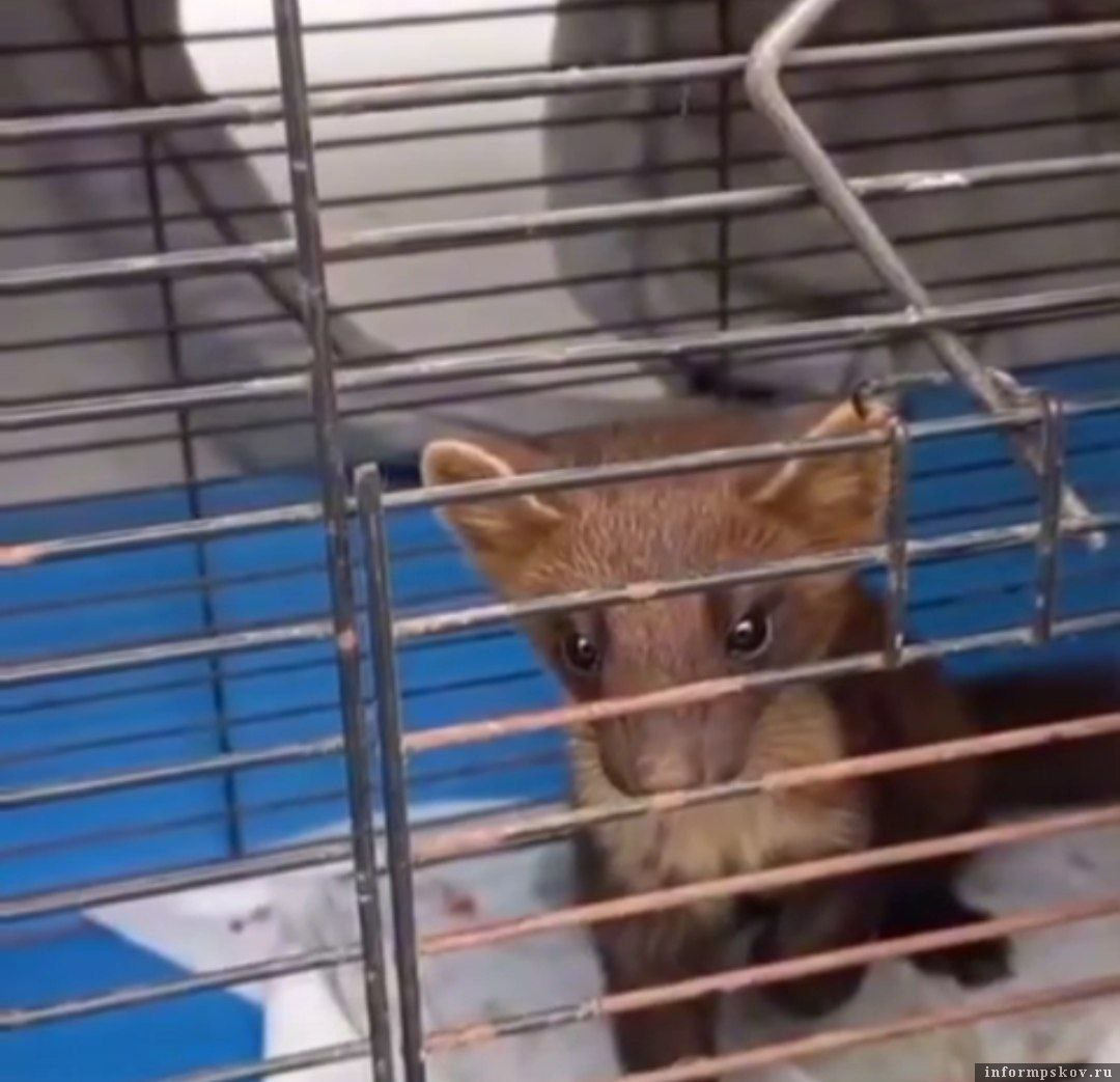 Фото: псковское подворье «Птичий дворик»