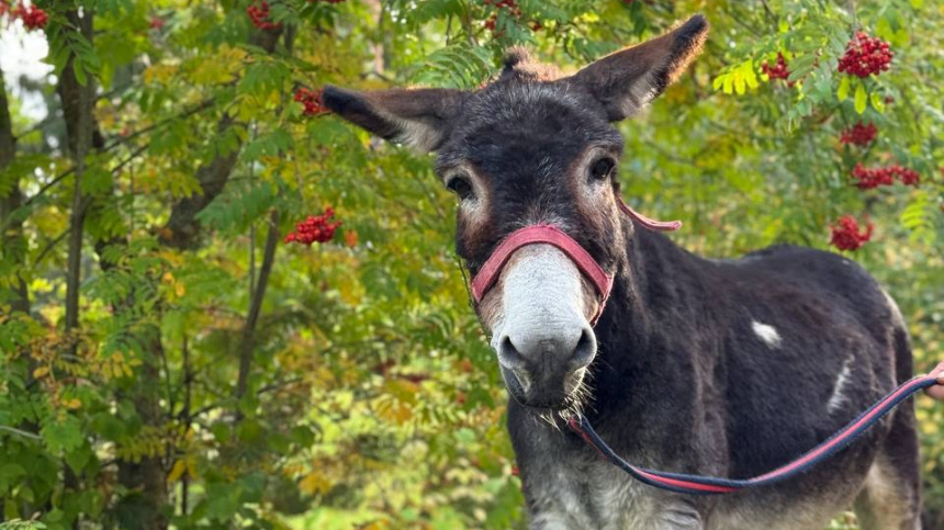    Фото: Telegram/Московский зоопарк/Moscowzoo_official