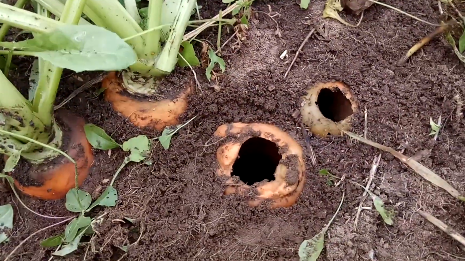 Закладываю бархатцы осенью как деревенские старики. Мыши больше не портят урожай