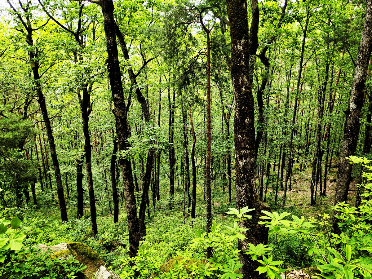 По дороге на вершину Планческих скал. Фото автора