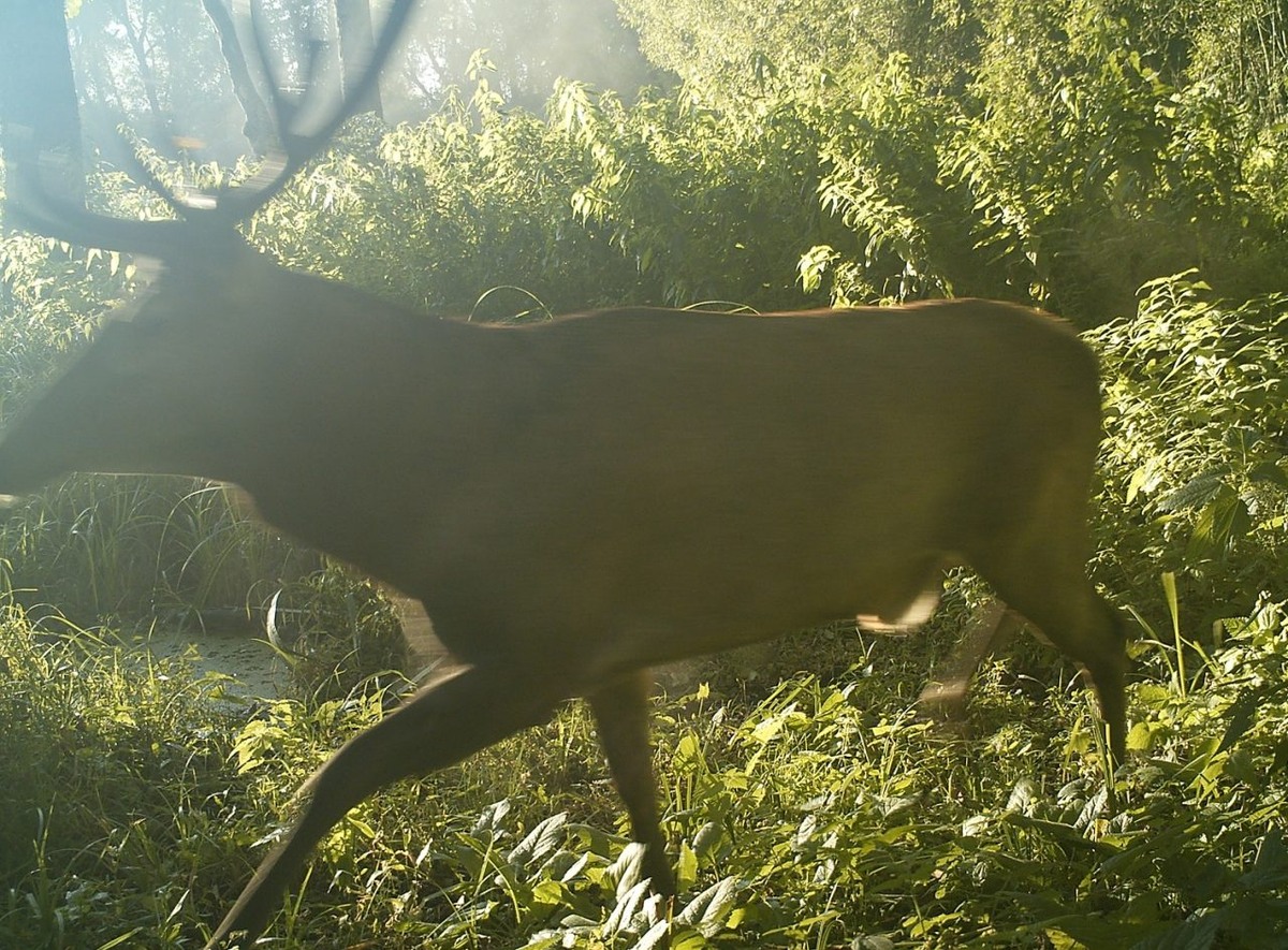     Фото и видео: Воронежский заповедник