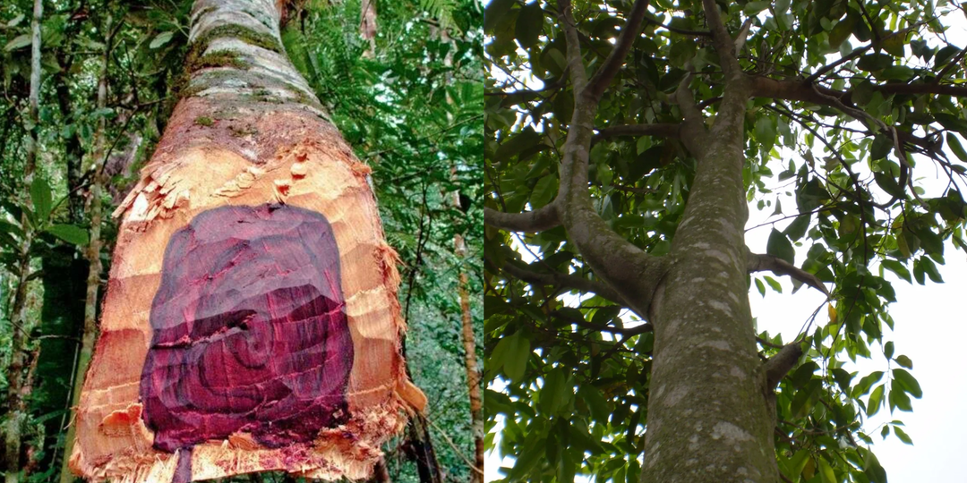 Это редкое дерево стоит миллионы. В чем загадка уникального дерева, за которым охотятся миллионеры всего мира?