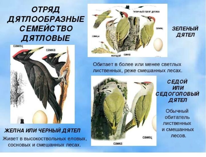 История дятлов включает в себя различные мифы, легенды и упоминания в культуре разных народов часть 2.