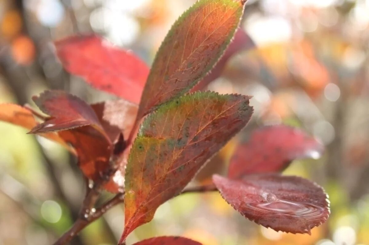    Синоптики дали прогноз погоды на октябрь в Свердловской области
