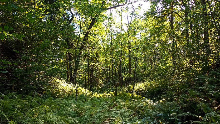 Про ольшаники в Костромской области, лето 2025