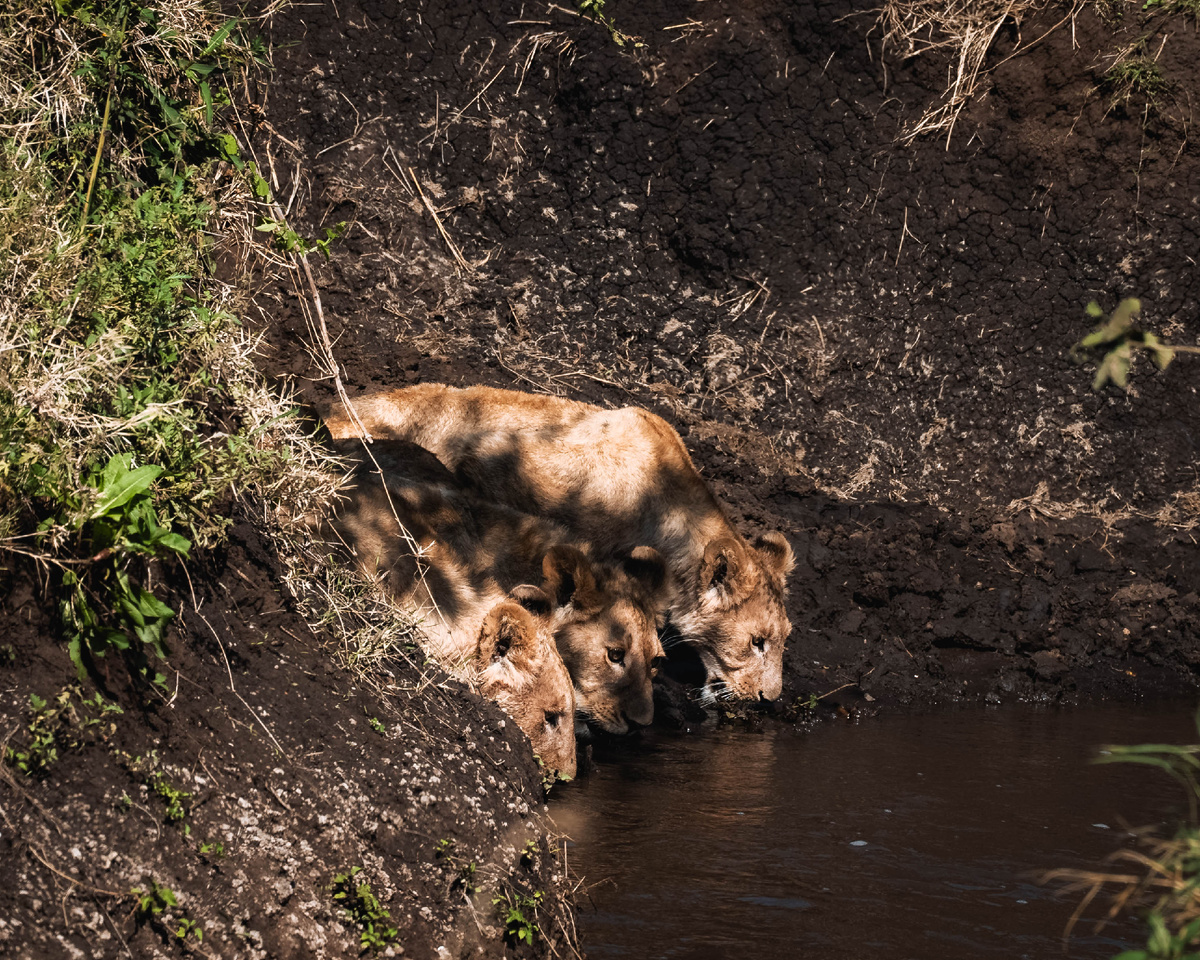 Большинство оставшихся на планете львов живут в Танзании. Фото: Altezza Travel