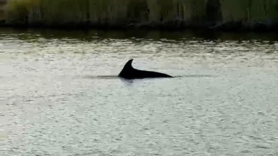 «Состояние ухудшилось»: Дельфин, попавший на крючок в реке на Кубани, нуждается в помощи