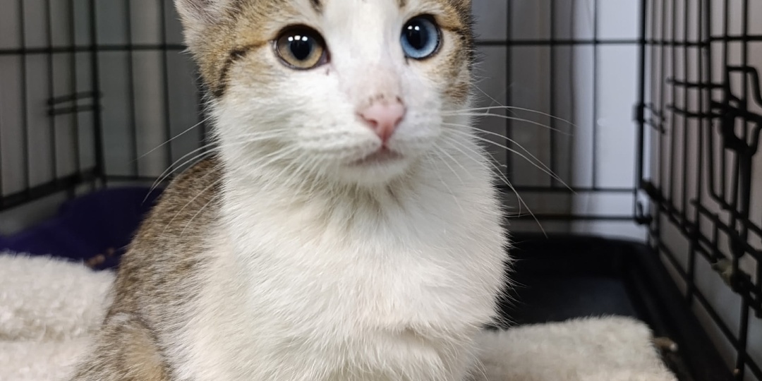 Малыш Подорожник был спасен в промзоне