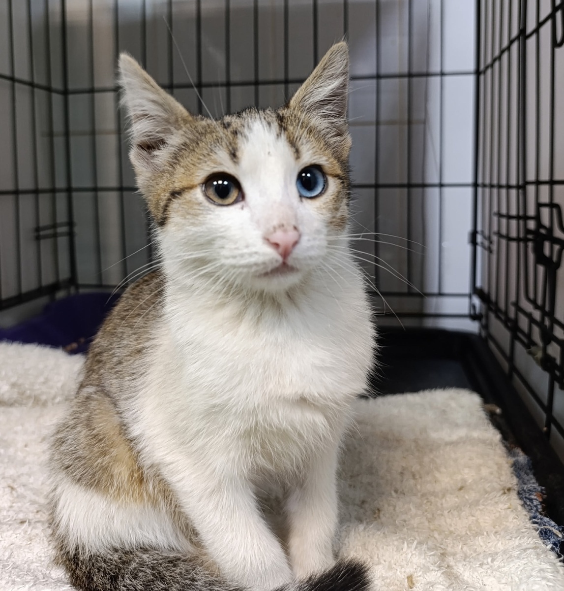 Подорожник