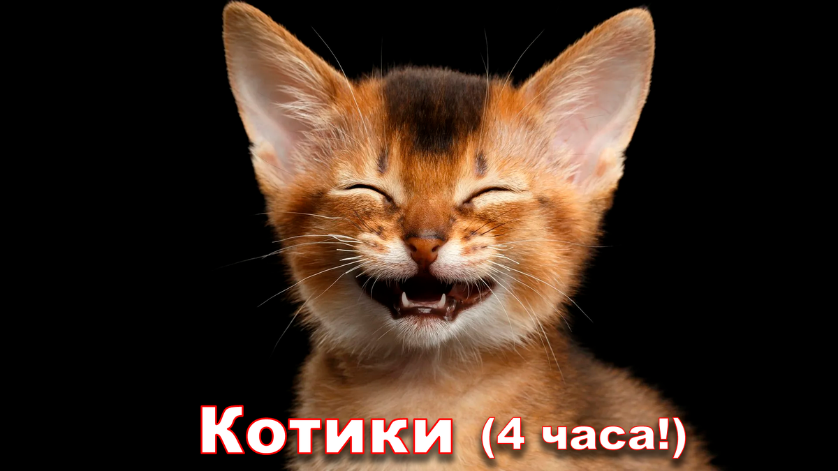 Котиков вам в ленту