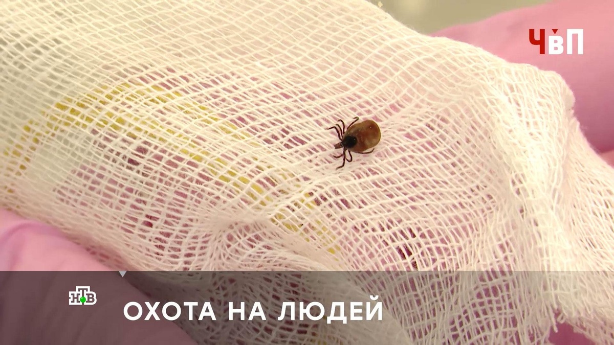    Нашествие клещей: почему в России стало аномально много паразитов-убийц