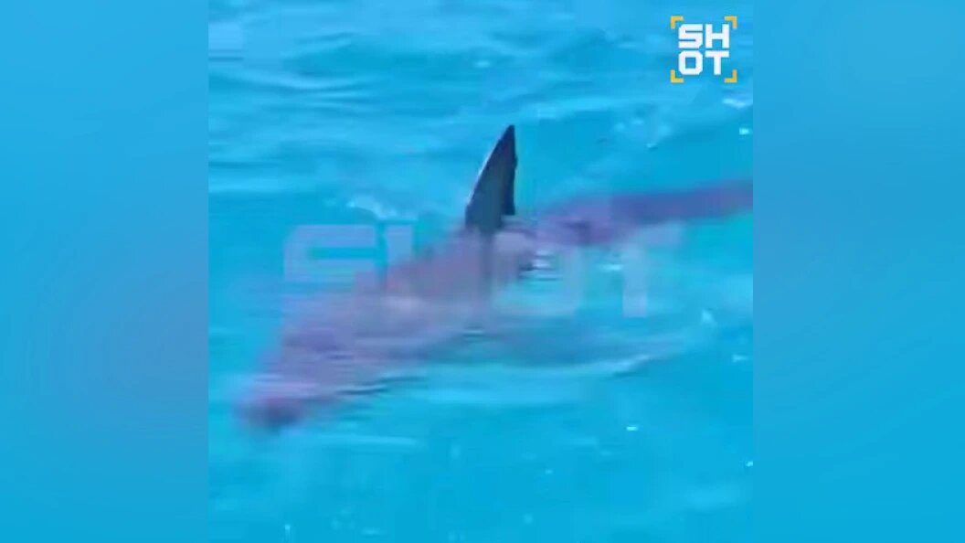    ФОТО: кадр видео телеграм-канала Shot