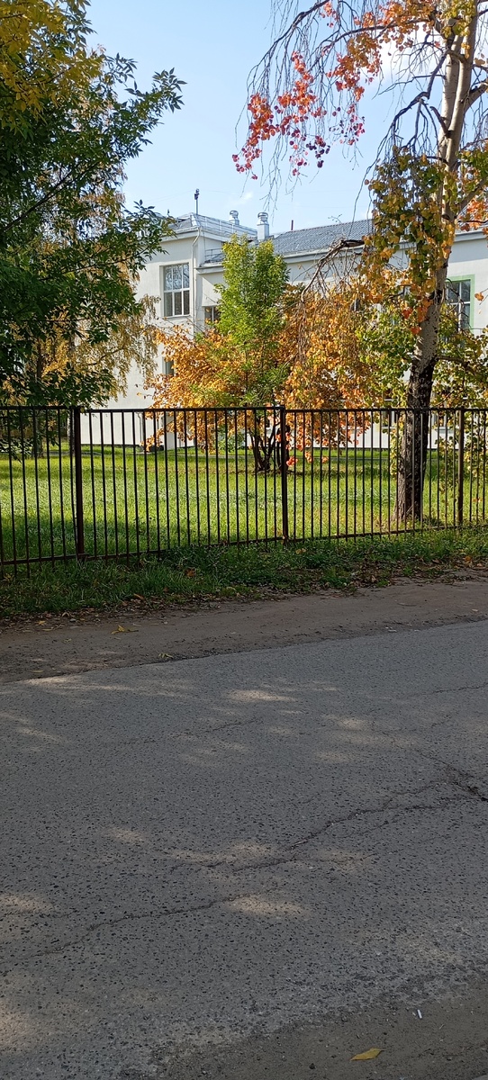 Разноцветные деревья. 