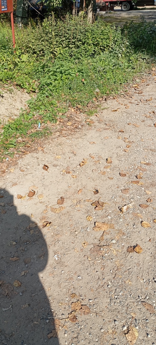 Воробьи в траве. 